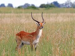 Lechwe