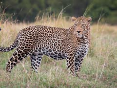 Leopard