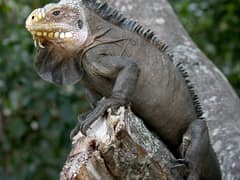 Lesser Antillean iguana