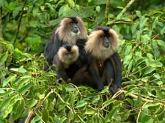 Lion-tailed Macaque