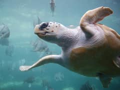 Loggerhead sea turtle