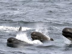 Long-finned pilot whale