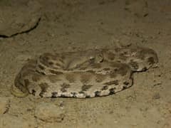 Macrovipera lebetinus