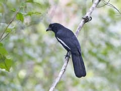 Malayan black magpie