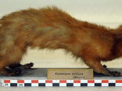 Malayan weasel