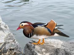 Mandarin Duck