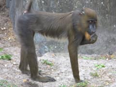 Mandrill