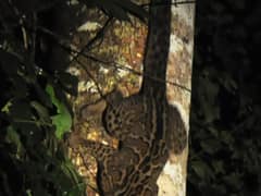 Marbled cat