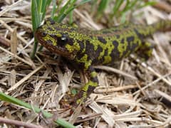Marbled newt