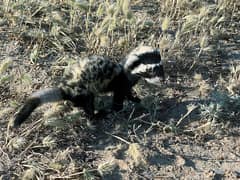 Marbled polecat