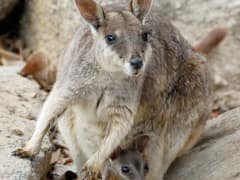 Mareeba rock-wallaby
