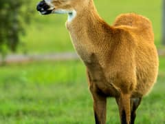 Marsh deer