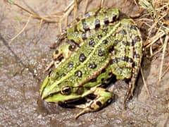 Marsh frog