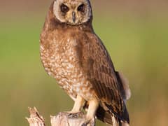 Marsh Owl