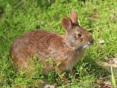 Marsh rabbit