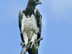 Martial Eagle