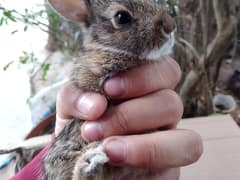 Mexican cottontail