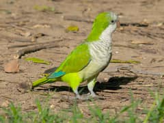 Monk Parakeet