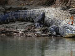 Morelet's crocodile