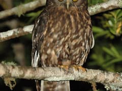 Morepork