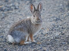 Mountain cottontail