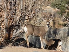 Mule deer