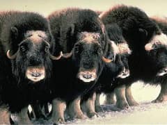 Musk ox
