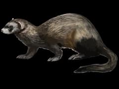 Mustela putorius furo