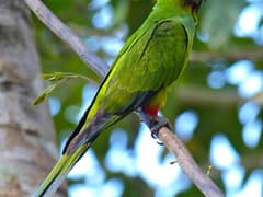 Nanday parakeet