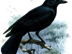 New Caledonian Crow