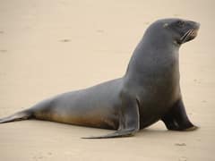 New Zealand sea lion