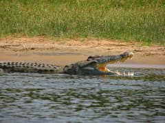 Nile crocodile