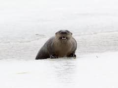 North American river otter