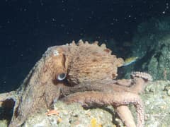 North Pacific giant octopus