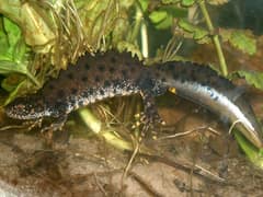 Northern crested newt