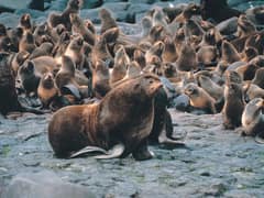 Northern fur seal