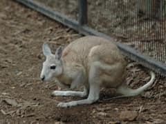 Northern nail-tail wallaby