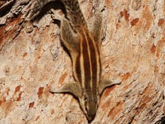 Northern palm squirrel