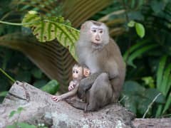 Northern pig-tailed macaque