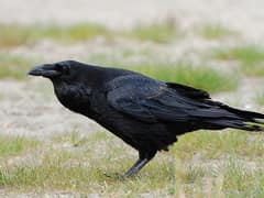 Northern Raven
