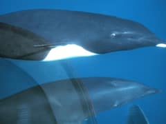 Northern right whale dolphin