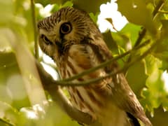Northern saw-whet owl