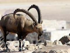 Nubian ibex