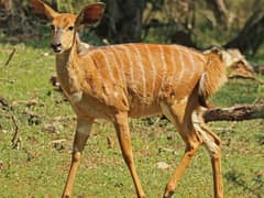 Nyala