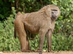 Olive baboon