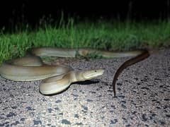 Olive Python