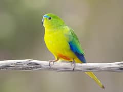 Orange-bellied parrot