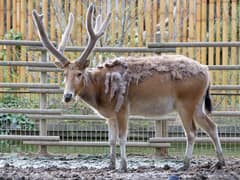 Père David's deer