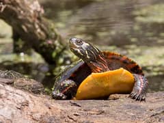 Painted turtle