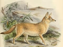 Pale fox